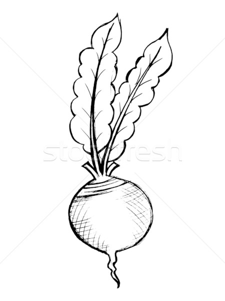 450x600 Red Beet Vector Illustration Oleksandr Kovalenko (Perysty