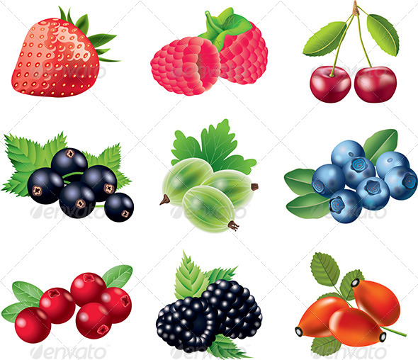 590x508 Popular Berries Vector Set By Andegro4ka Graphicriver
