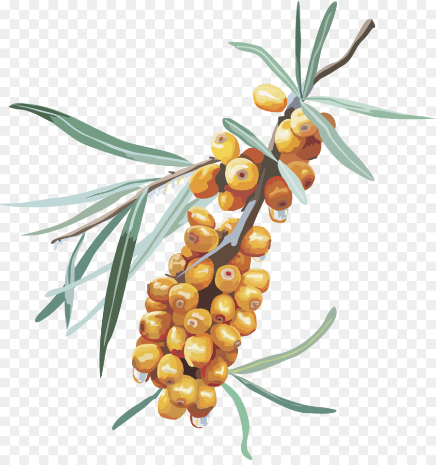 900x960 Sea Buckthorns Fruit Berry