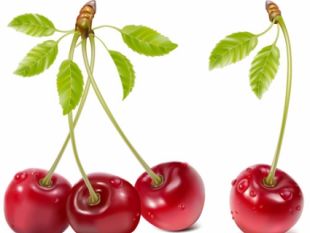 310x233 Cartoon Berries Vectors Free Vectors Ui Download