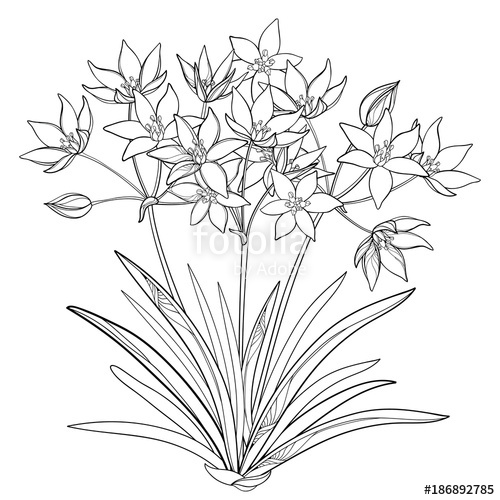 500x500 Vector Bouquet With Outline Ornithogalum Or Star Of Bethlehem