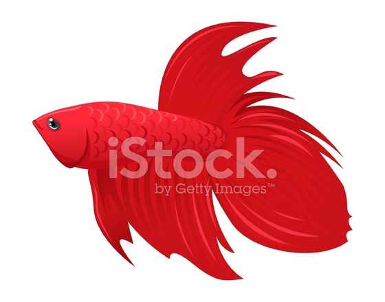 560x440 Red Betta Fish Stock Vector