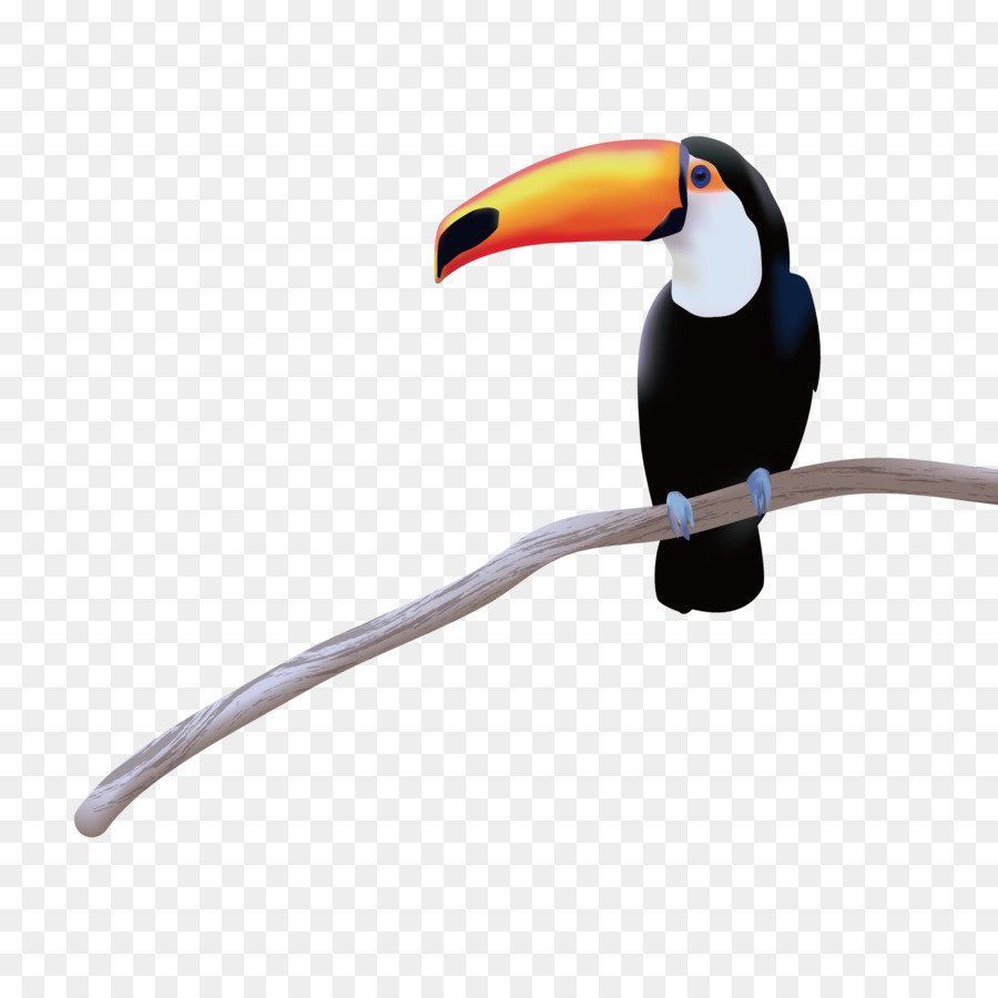 900x900 Toucan Bird