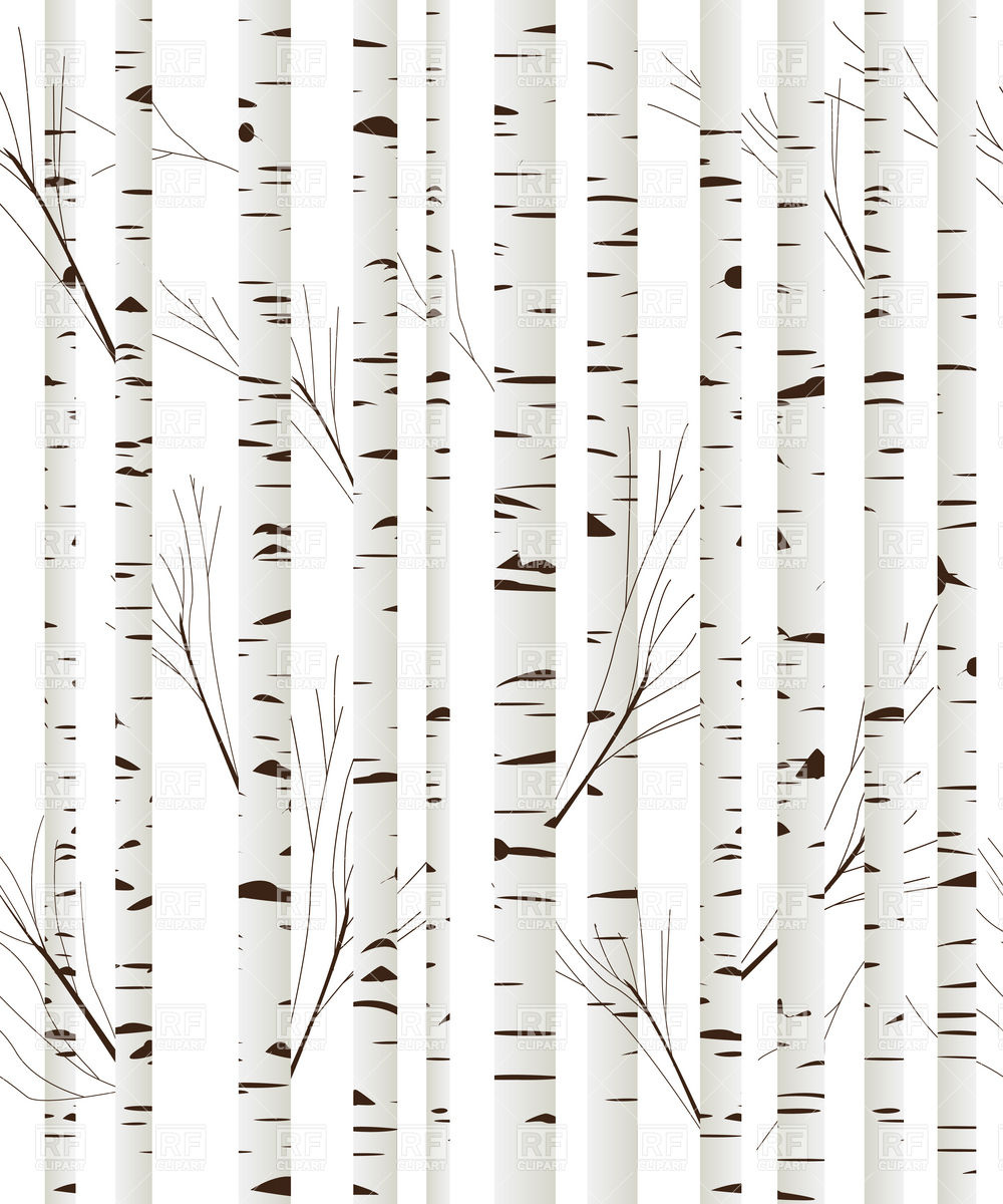 1000x1200 Birch Wood Trees Background Vector Image Vector Artwork Of