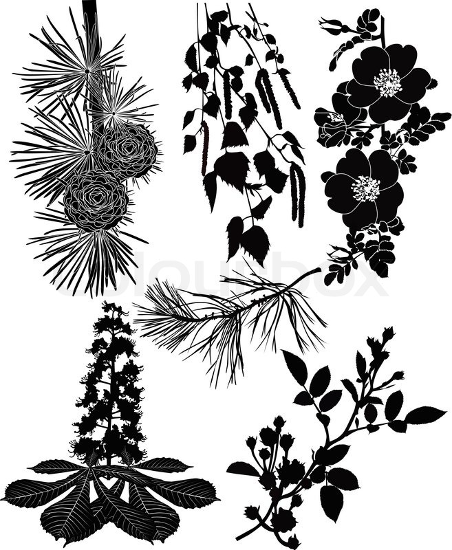 657x800 Branches Of Bushes Trees, Flowers Rose Hips Birch Tree, Chestnut