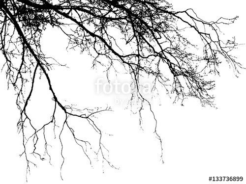 500x375 Realistic Birch Tree Branches Silhouette (Vector Illustration