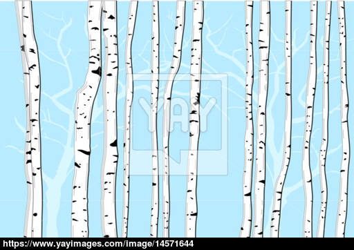 512x362 Birch Trees Vector