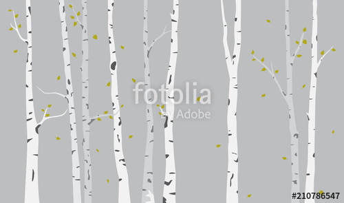 500x295 Birch Tree Silhouette Background Stock Image And Royalty Free