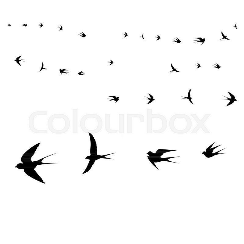 800x800 Birds Icons, Flying Birds,vector Illustration Stock Vector