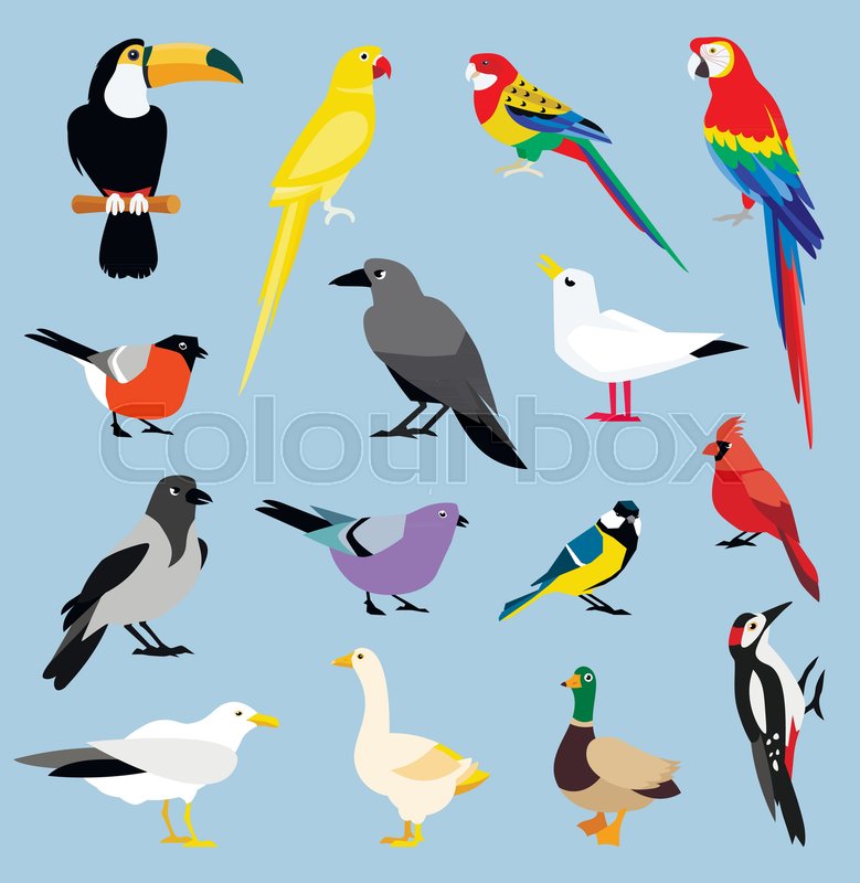 779x800 Vector Bird Icon Collection. Tropical Birds Collection Parrots And