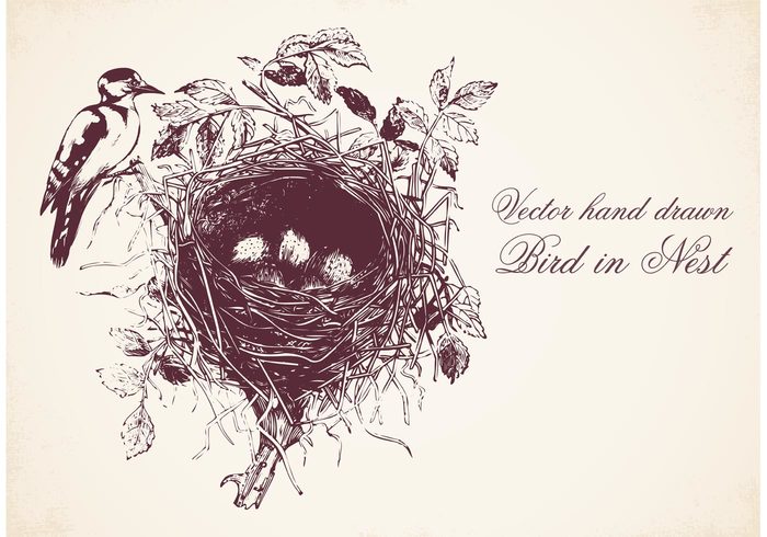 700x490 Free Hand Drawn Bird In Nest Vector 137435