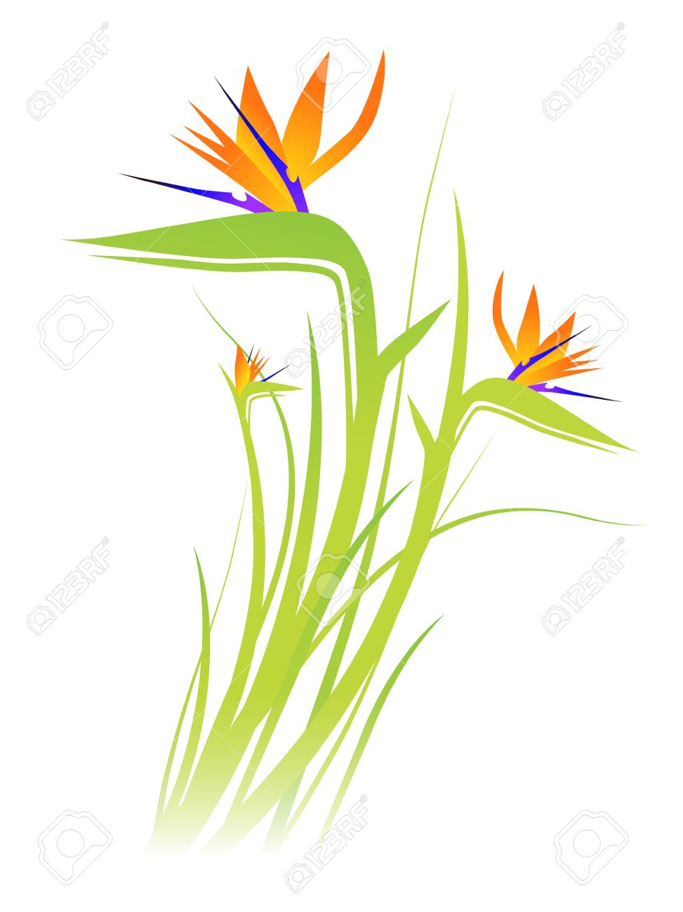 Bird Of Paradise Vector at GetDrawings | Free download