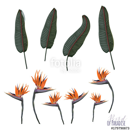 500x500 Bird Of Paradise Vector Elements Stock Image And Royalty Free