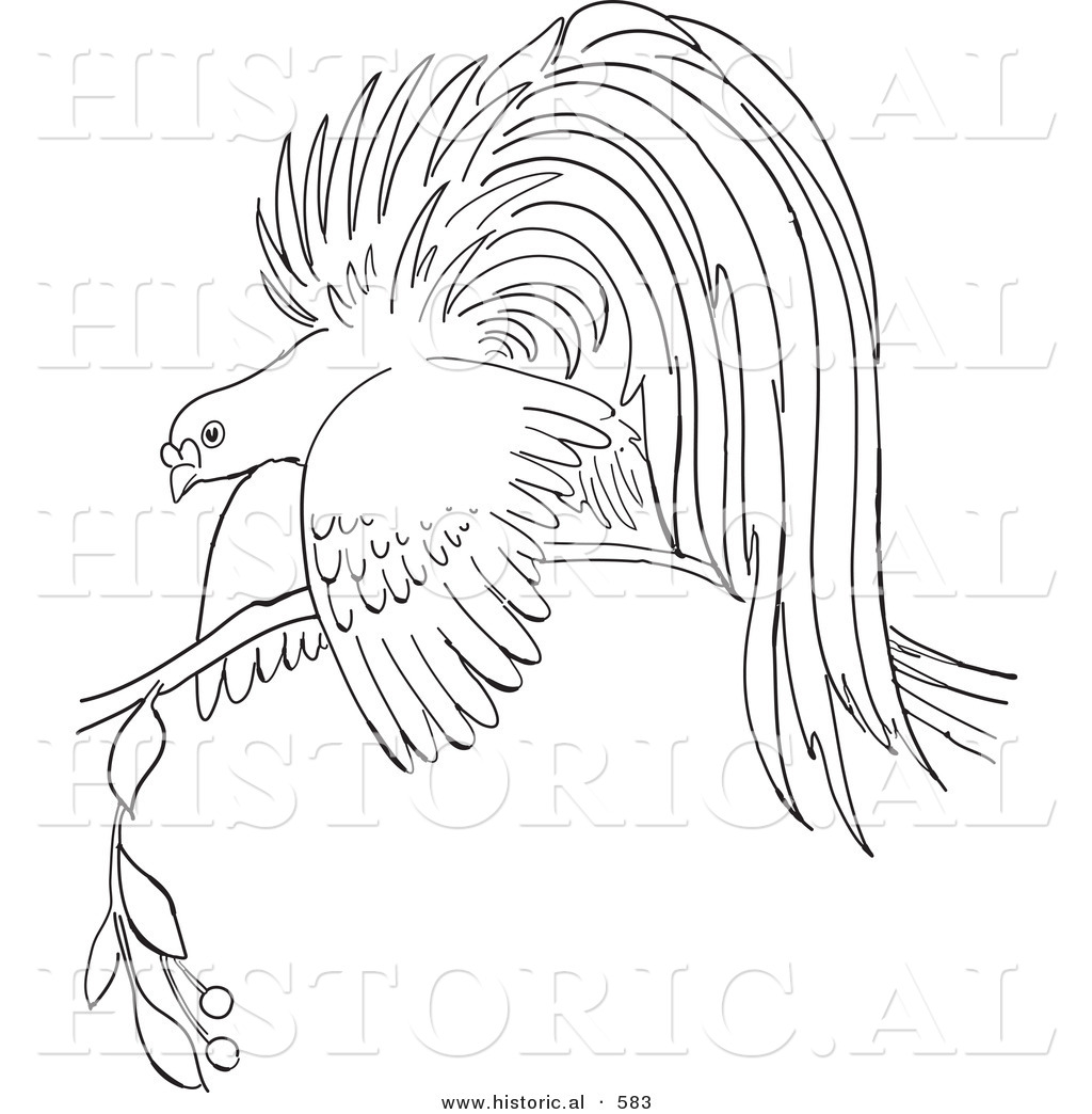 1024x1044 Birds Of Paradise Coloring Pages Free Coloring Library