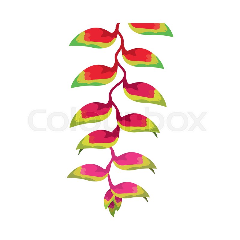 800x800 Flower Of Bird Of Paradise Vector Illustration Stock Vector