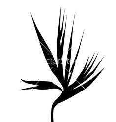 236x248 The Bird Of Paradise Stock Photos, Pictures, Royalty Free The Bird