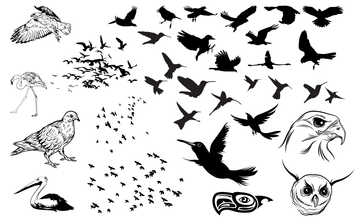 1270x770 Birds Vector Pack For Adobe Illustrator
