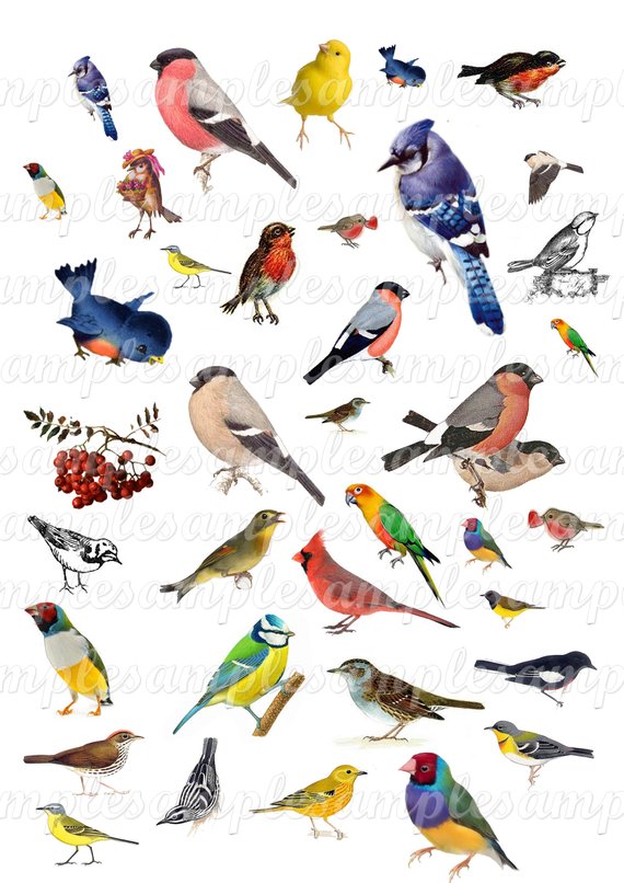 570x806 Birds Clipart Bird Vector Digital Collage Sheet Birds Png Etsy