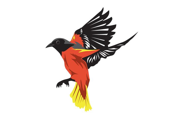 700x490 Oriole Bird