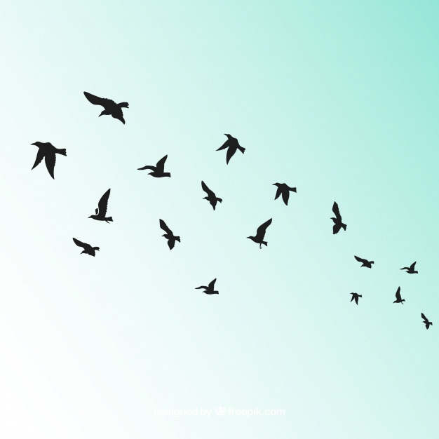 626x626 Bird Vectors, Photos And Psd Files Free Download