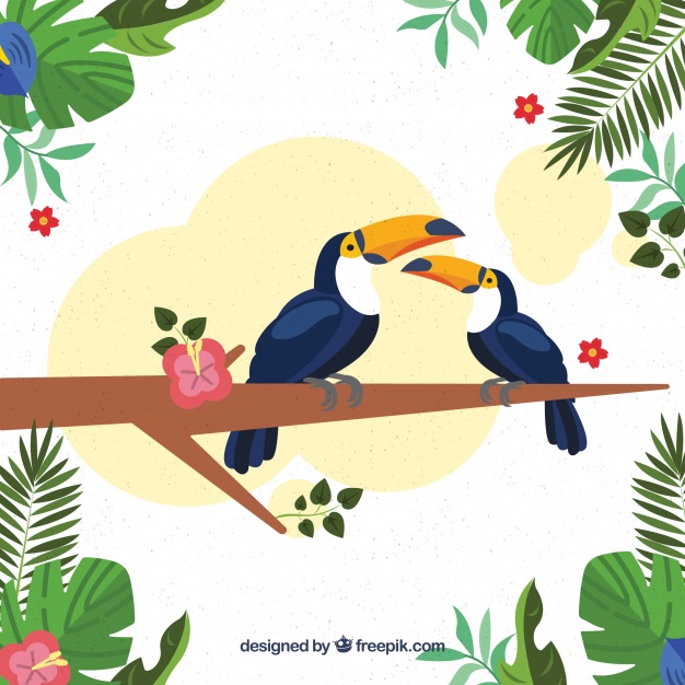 626x626 Tropical Birds Vectors Free Vector Graphics Everypixel