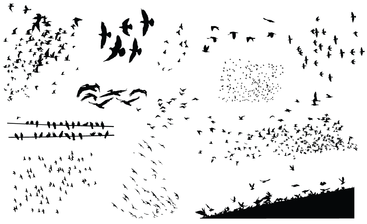1270x778 Birds Vector Pack For Adobe Illustrator