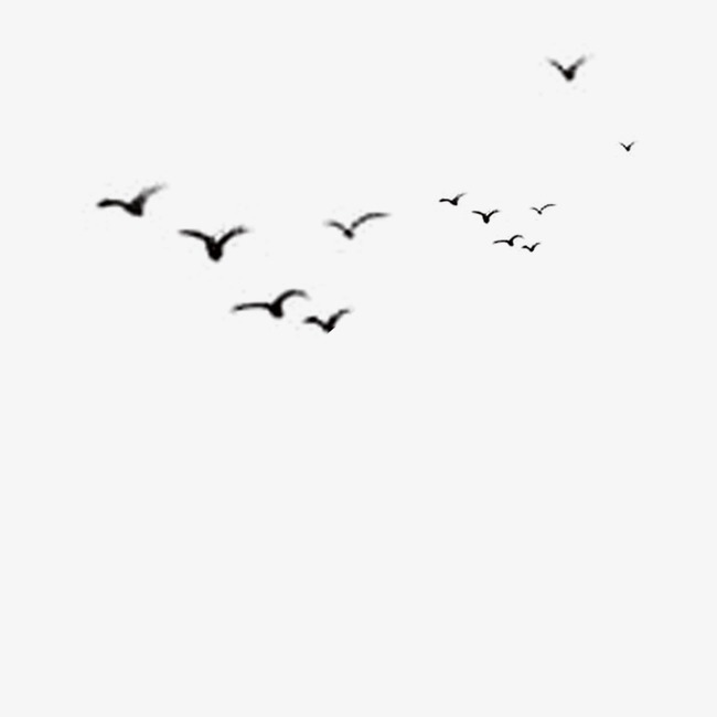 650x650 Bird, Black, Bird Vector Png And Psd File For Free Download