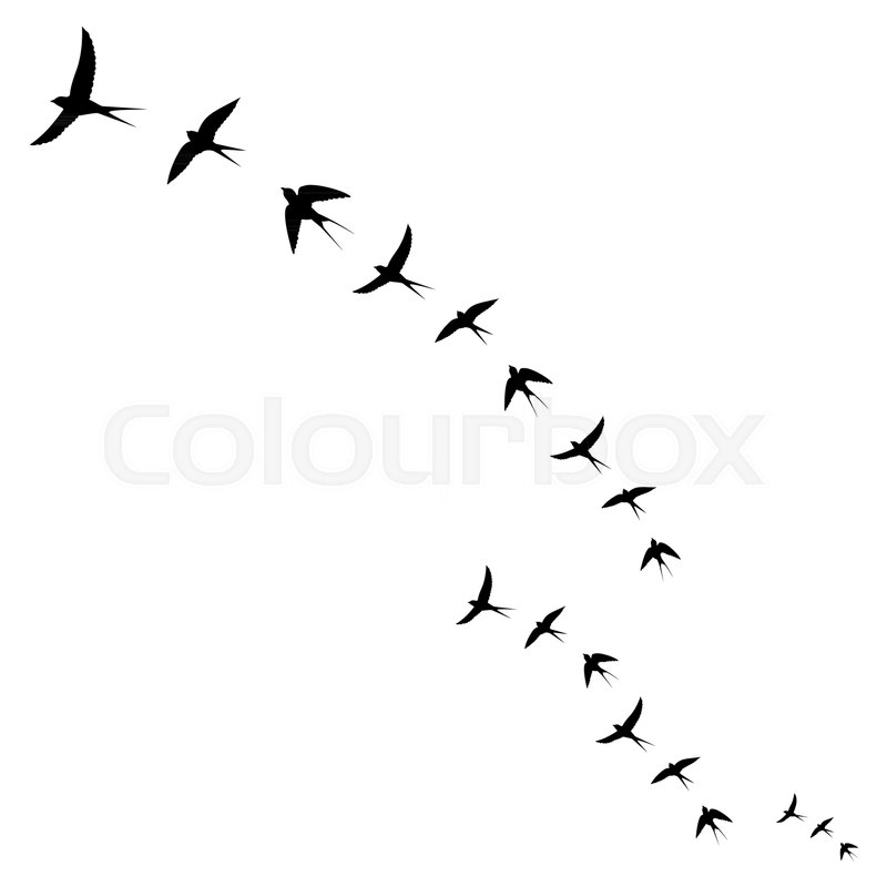 800x800 Birds Icons,set Of Flying Birds,vector Illustration Stock Vector