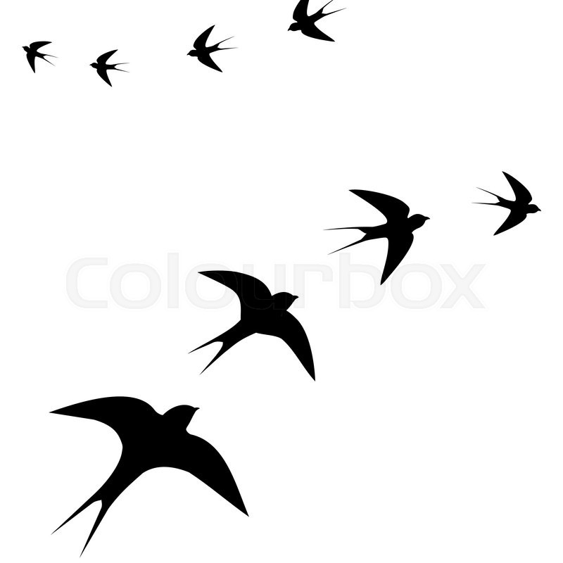 800x800 Flying Birds,vector Illustration Stock Vector Colourbox