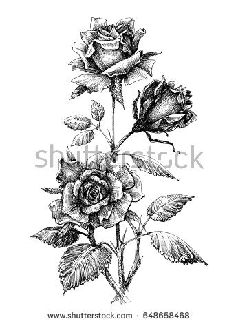 346x470 Collection Of Free Etched Clipart White Rose. Download On Ubisafe