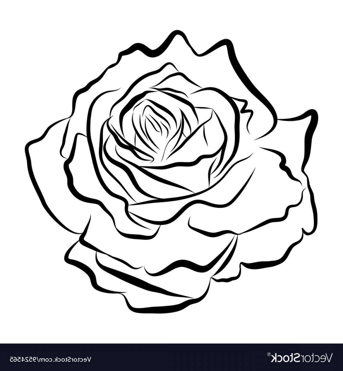 Black And White Rose Vector at GetDrawings | Free download