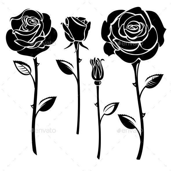 590x590 Roses (Vector Eps, Ai Illustrator, Cs, Beauty, Black And White