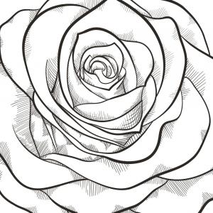 300x300 Black Branch Of Roses Drawing On White Background Gm Orangiausa