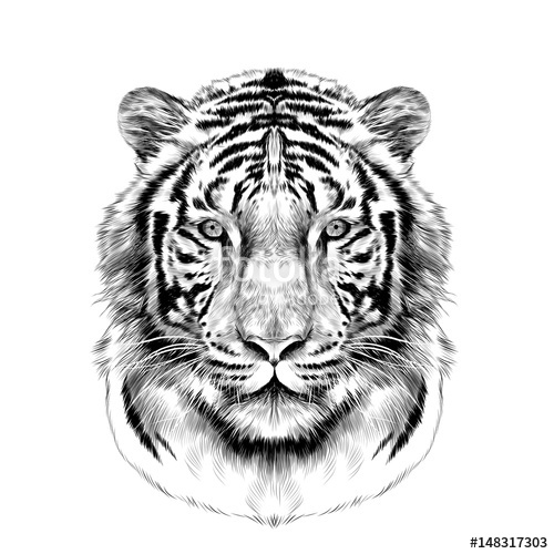 500x500 Tiger Head Full Face Symmetrical, Sketch Vector Graphics Black And