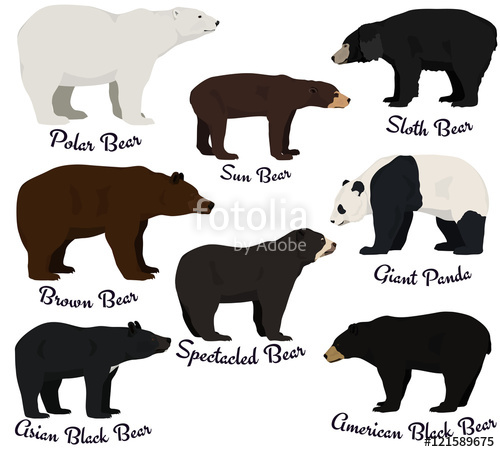 500x452 Different Species Of Bears Vector Illustration. Eight Bear Species