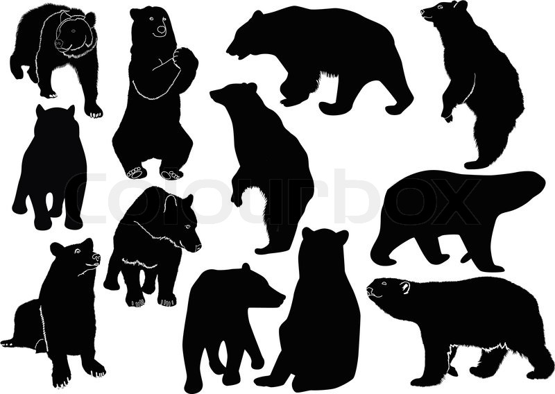 800x568 Collection Of Animal Vector Bears Stock Vector Colourbox