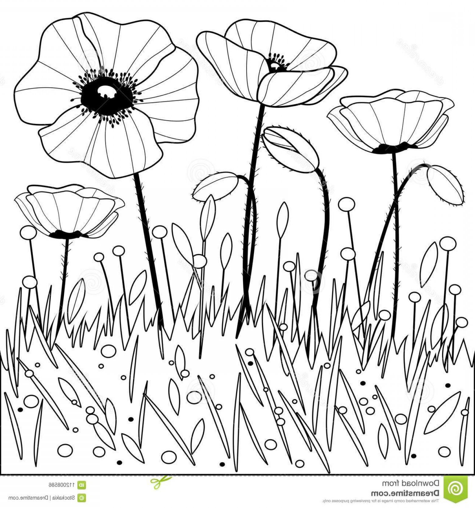 1560x1668 Poppy Flowers Black White Coloring Book