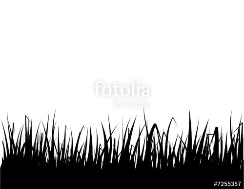 500x386 Vector Isolated Grass Silhouette, On White Background. Stock