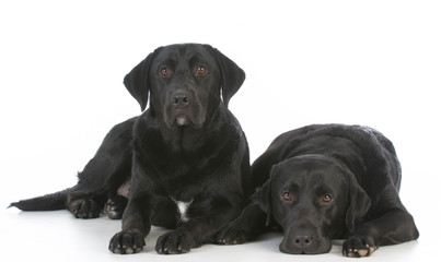 403x240 Black Lab Photos, Royalty Free Images, Graphics, Vectors Amp Videos