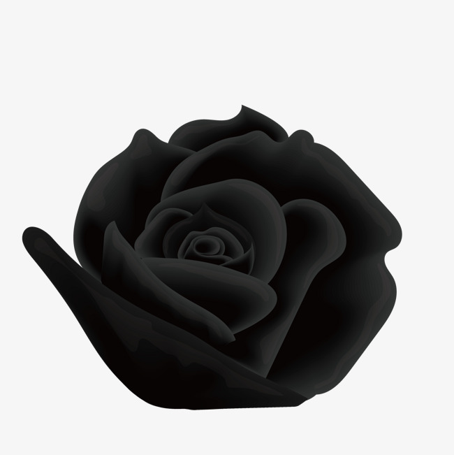 650x651 Vector Black Roses, Black Vector, Decoration, 3d Png And Vector