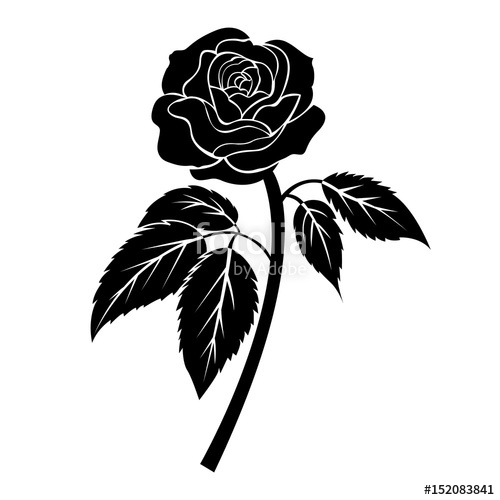 500x500 Black Rose Illustration, Tattoo On White Background, Isolated
