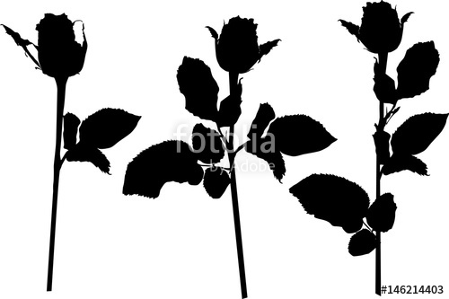 500x333 Three Black Rose Straight Silhouettes Isolated On White Stock