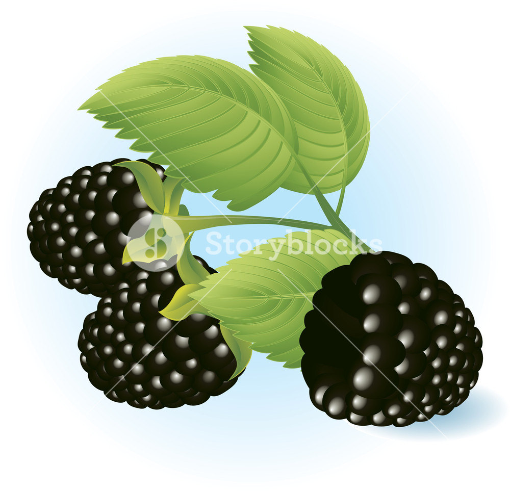 1000x965 Blackberry. Vector. Royalty Free Stock Image