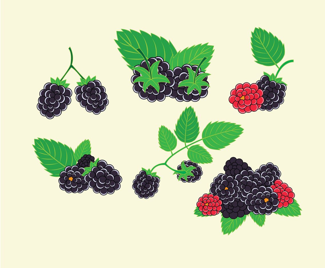 1136x936 Fresh Blackberries Vector Vector Art Amp Graphics