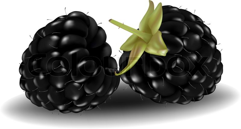 800x429 Photo Realistic Vector Illustration. Two Blackberries. Stock