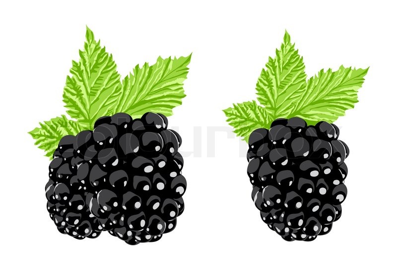 800x560 Vector Blackberry On White Background Stock Vector Colourbox