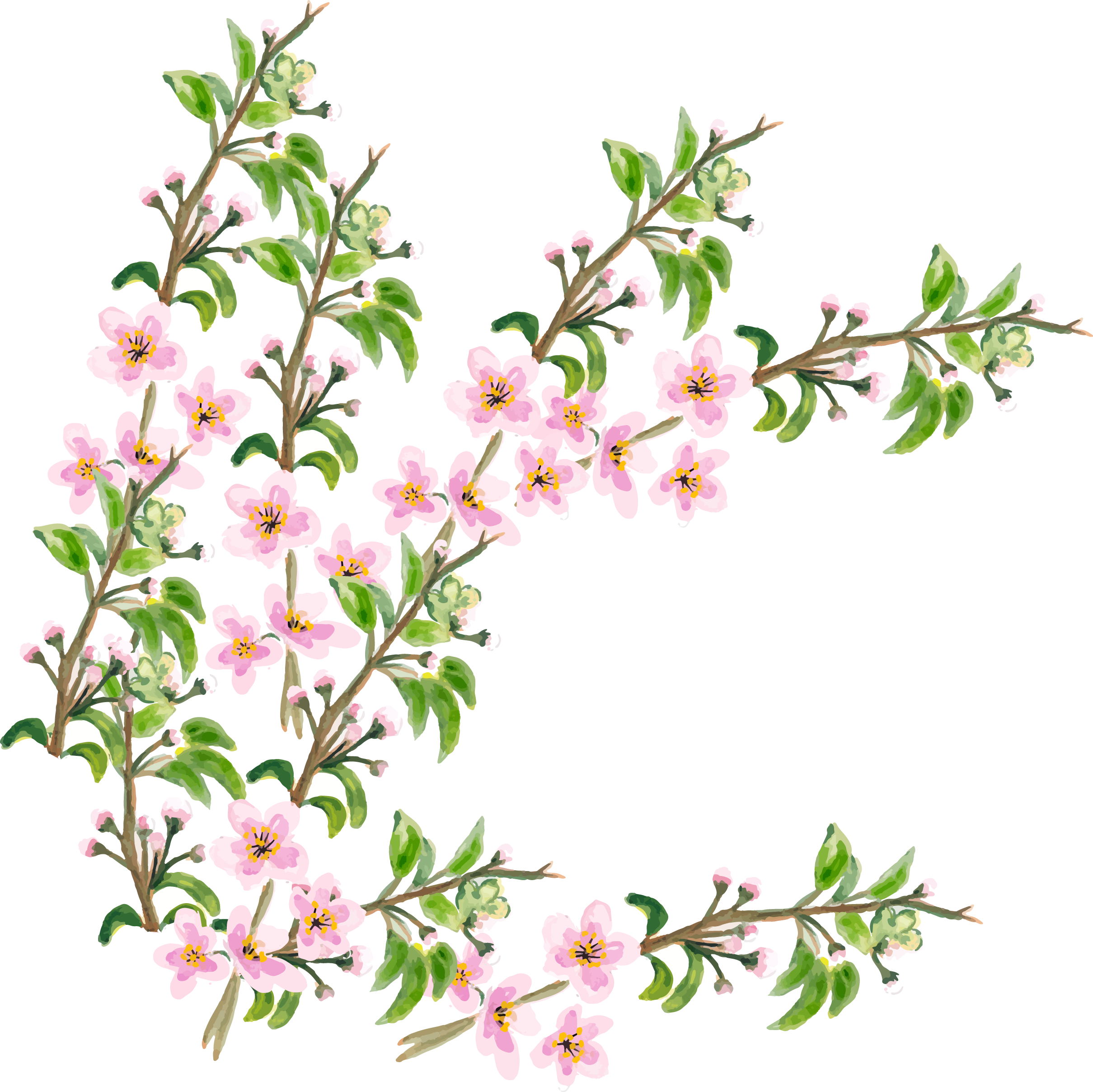 2419x2417 Flower Cherry Blossom
