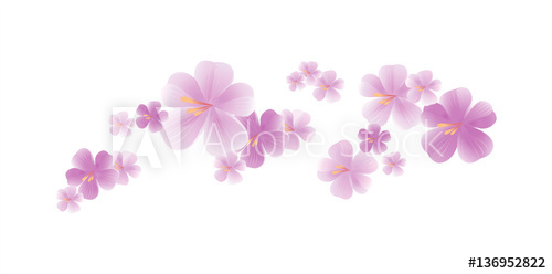 500x248 Purple Flying Flowers Isolated On White. Sakura Flowers. Cherry
