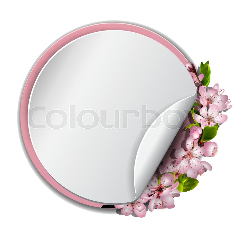 800x800 Spring Vector Card Or Banner With Japanese Cherry Blossom. Pink