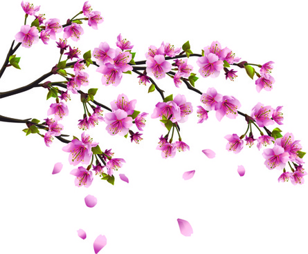 445x368 Cherry Blossom Free Vector Download (933 Free Vector) For